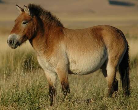 Image of Asian Wild Horse