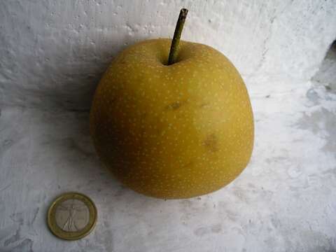 Plancia ëd Pyrus pyrifolia (Burm. fil.) Nakai