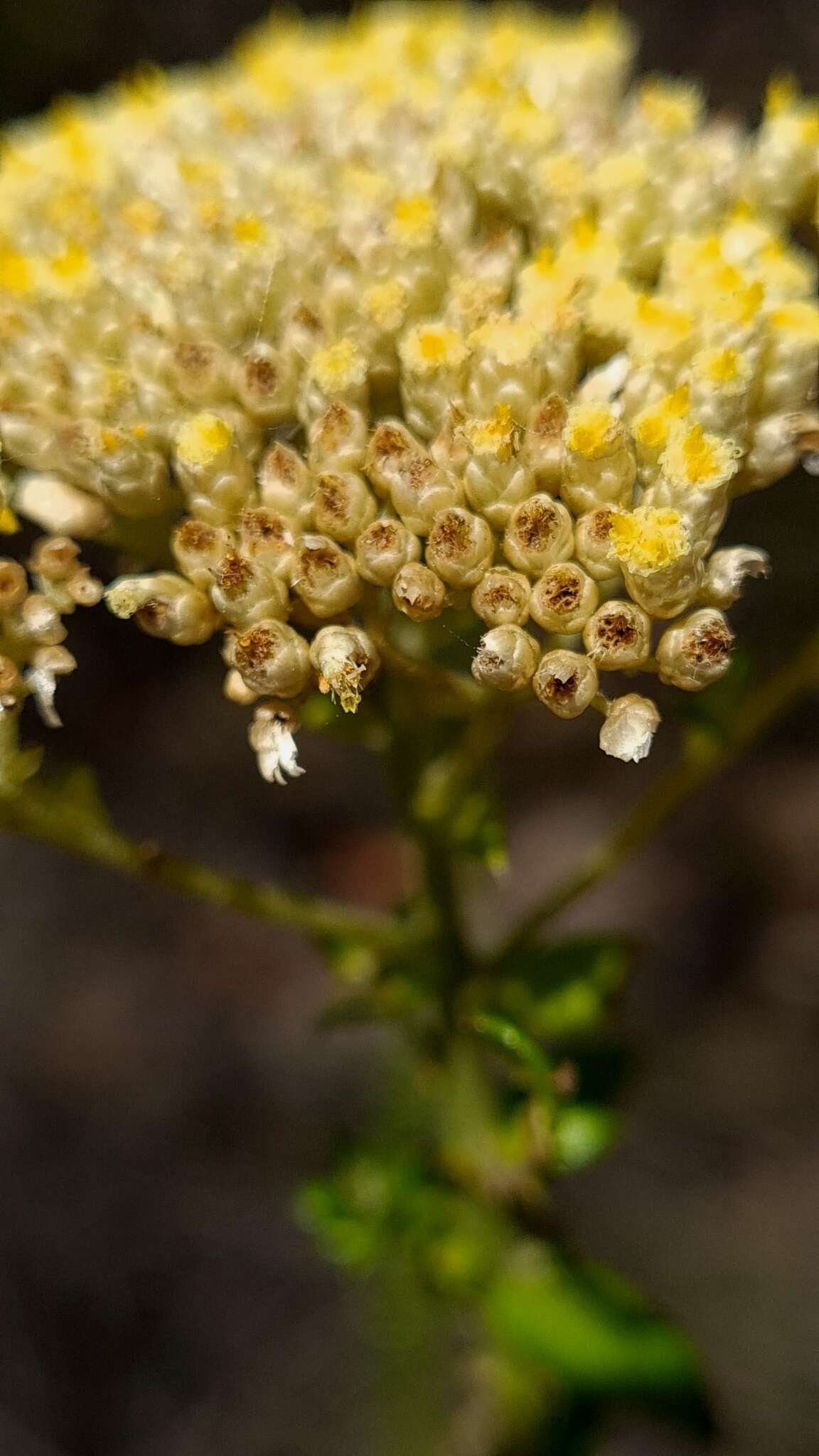 Cassinia denticulata R. Br resmi