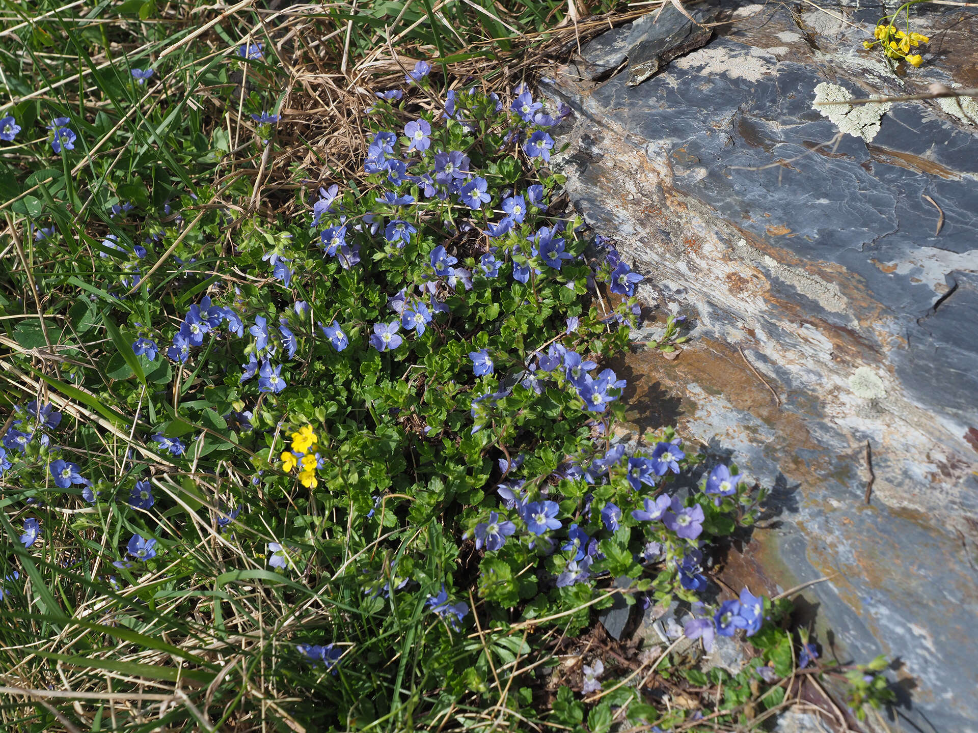 Image of Veronica petraea (Bieb.) Stev.