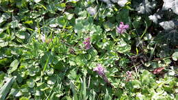 Слика од Corydalis cava (L.) Schweigger & Koerte