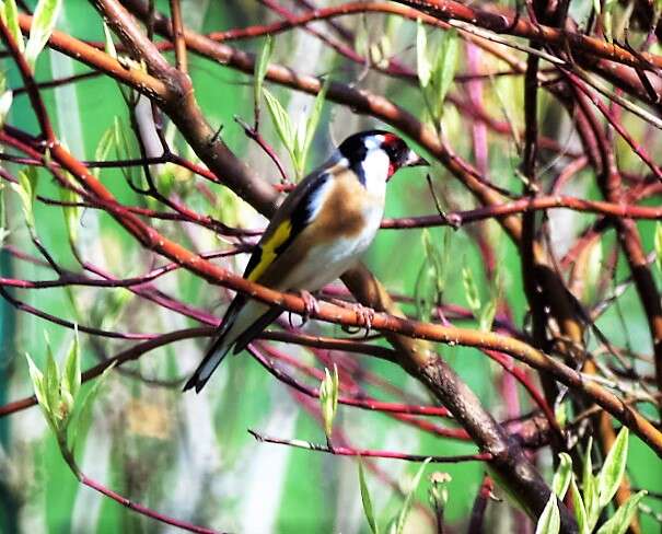 Image of European Goldfinch