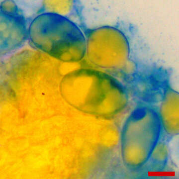 Imagem de Erysiphe macrospora (Peck) U. Braun & S. Takam. 2000