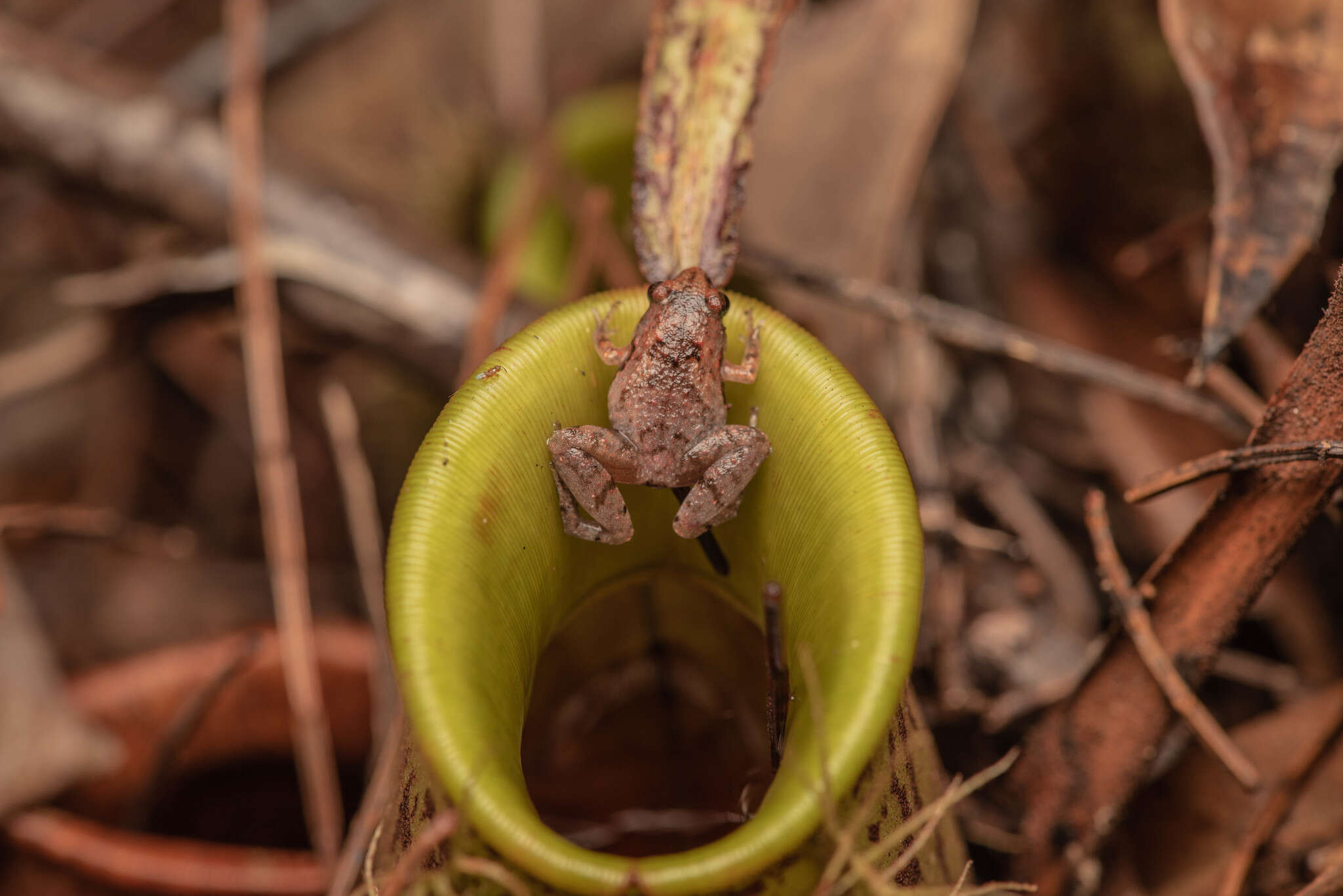 Image of Bornean Chorus Frog