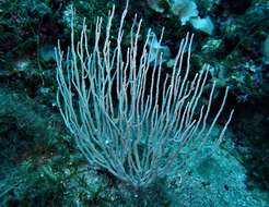 Image of white horny coral