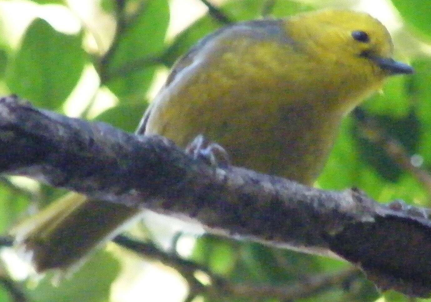 黃頭鳥的圖片