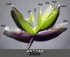 صورة Melica nutans L.