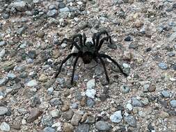 Image of Aphonopelma gabeli Smith 1995