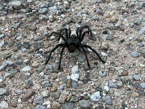 Image of Aphonopelma gabeli Smith 1995