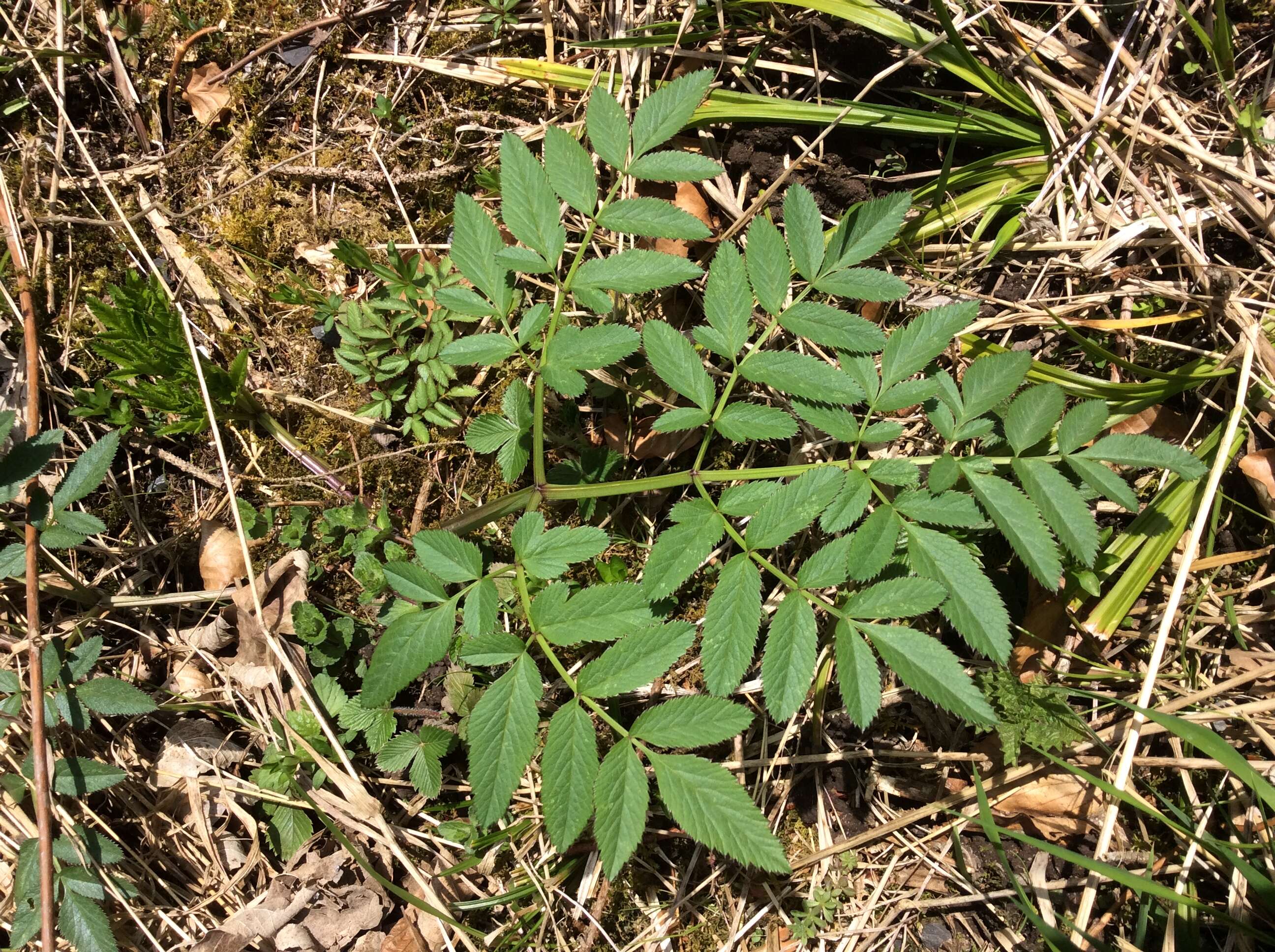 Image of wild angelica