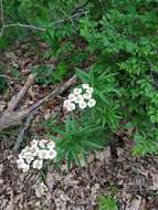 Image of Achillea biserrata M. Bieb.