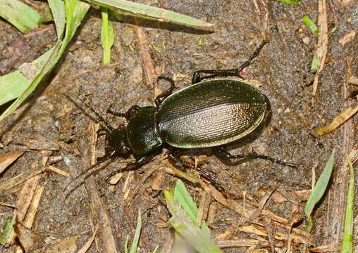 Image of Carabus (Morphocarabus) tarbagataicus Kraatz 1878