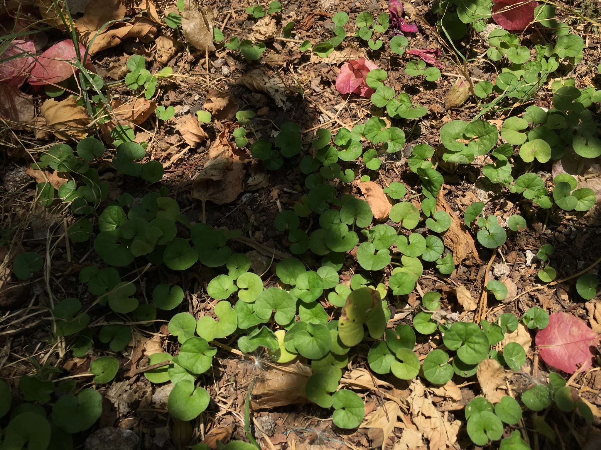 Imagem de Dichondra sericea Sw.