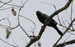 Image of Chestnut-capped Blackbird