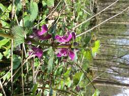 Image of spotted dead-nettle