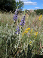 Image of Veronica incana L.