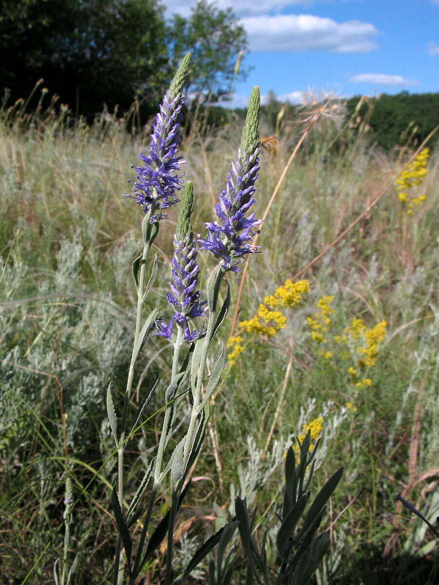 Image of Veronica incana L.