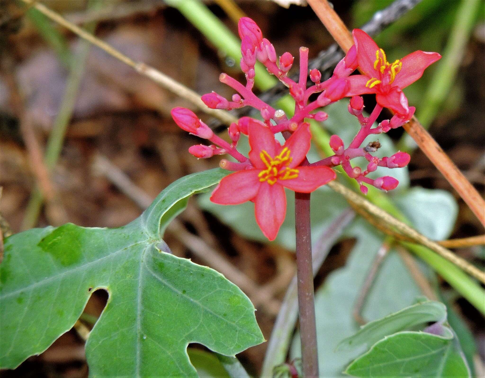 Image of Jatropha grossidentata Pax & K. Hoffm.