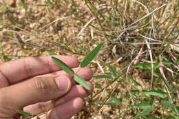 Image of western trailing ticktrefoil