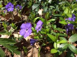 Image of Common Periwinkle