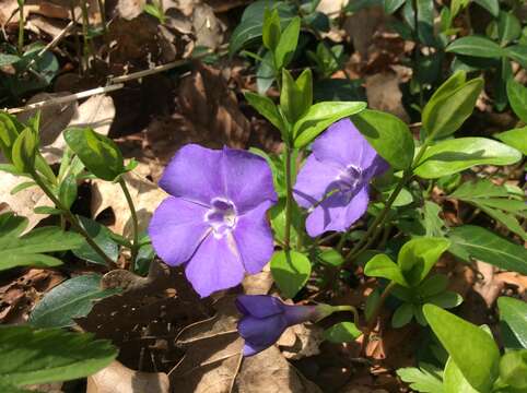 Image of Common Periwinkle