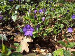 Image of Common Periwinkle