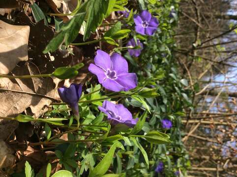 Image of Common Periwinkle