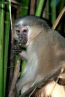 Image of Tana River Crested Mangabey