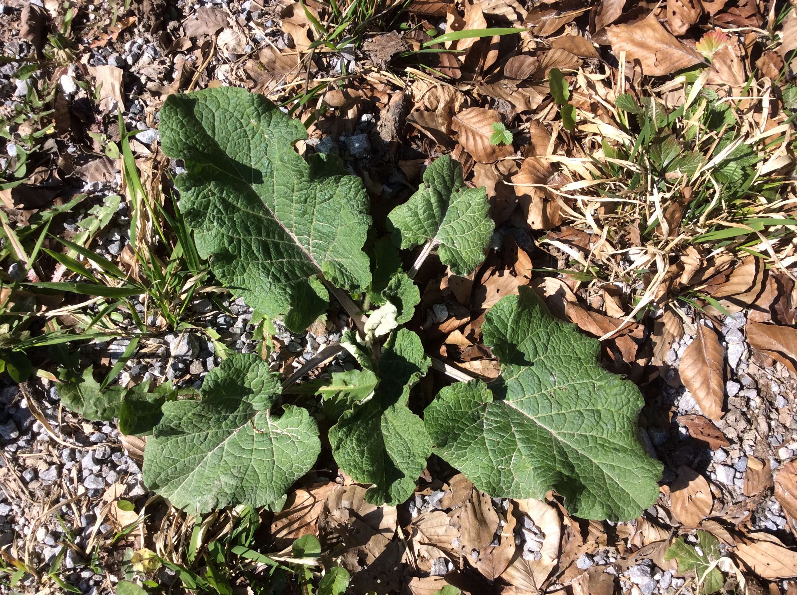 Image of greater burdock