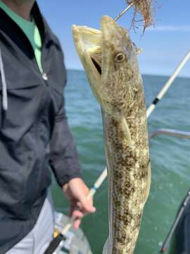 Image of Inshore Lizardfish