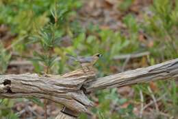 Image of Cinnamon Tanager