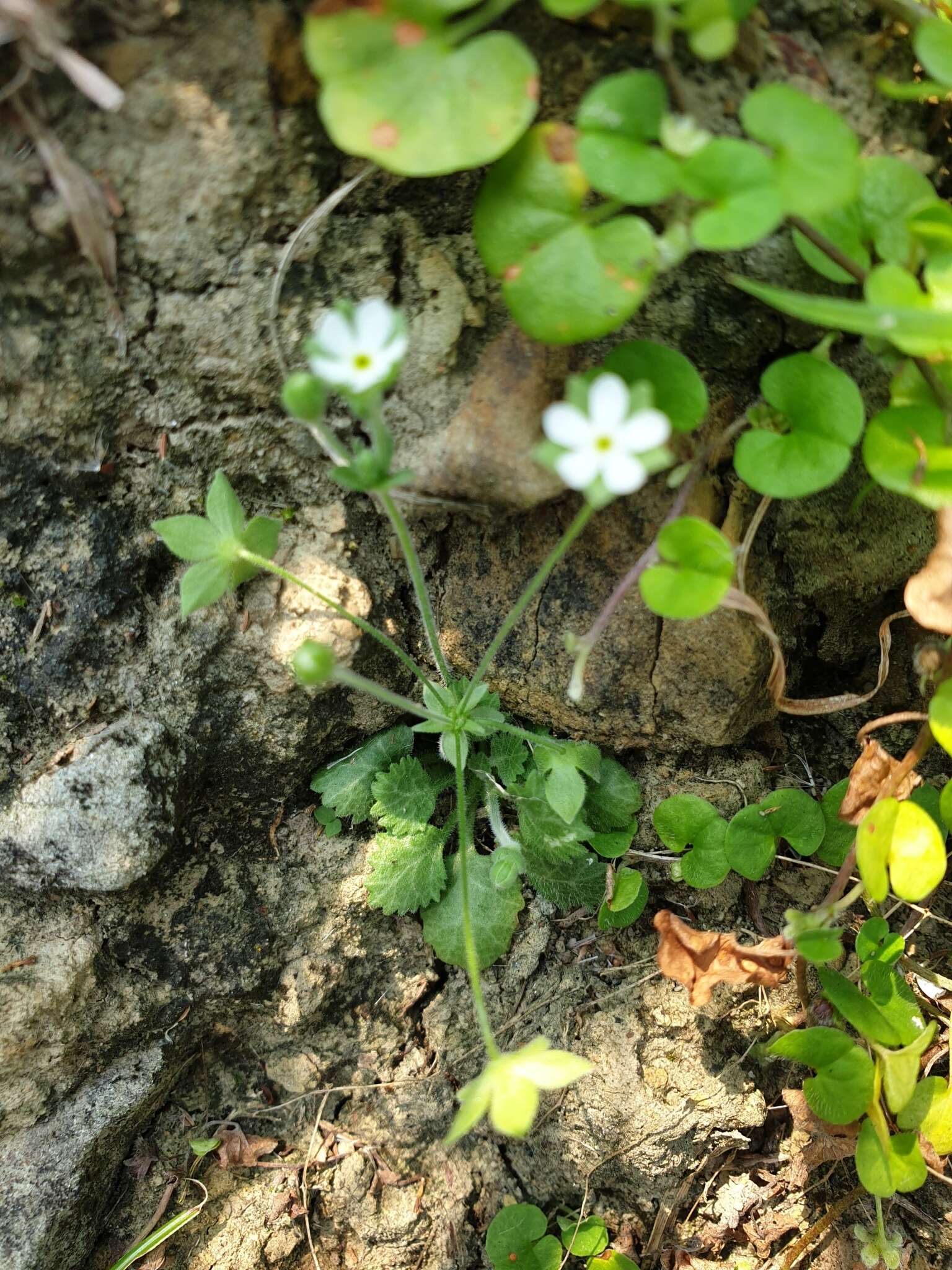 Image of Androsace umbellata (Lour.) Merr.