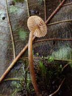 Image of Naucoria striatula P. D. Orton 1960