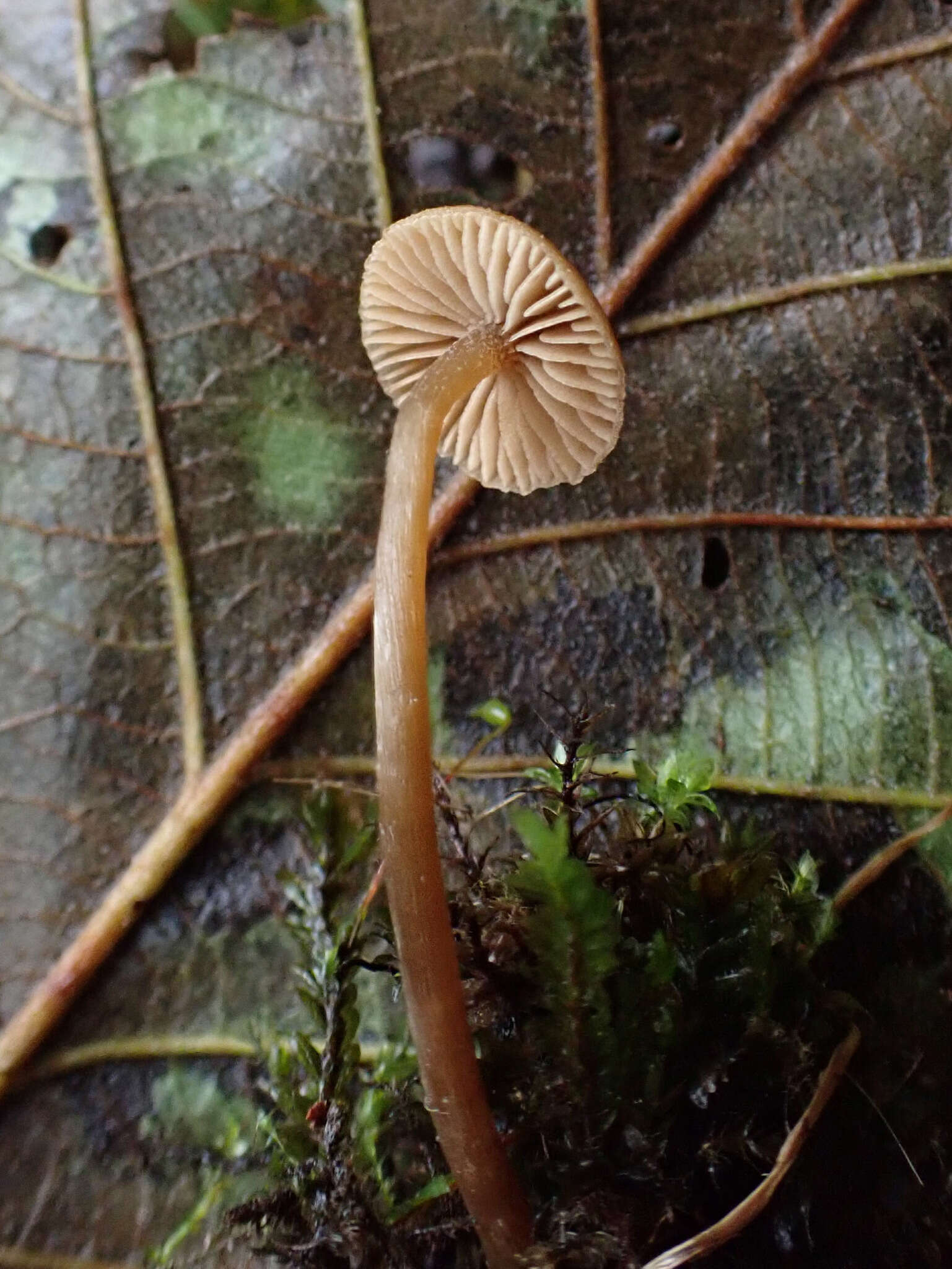 Image of Naucoria striatula P. D. Orton 1960