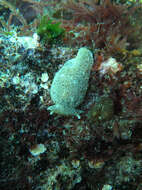 Pleurobranchaea bubala Ev. Marcus & Gosliner 1984 resmi