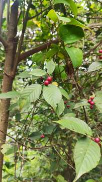 Image of Frangula capreifolia (Schlechtend.) Grubov