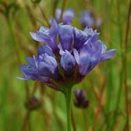 Image of California gilia