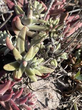 Image of Santa Cruz Island liveforever