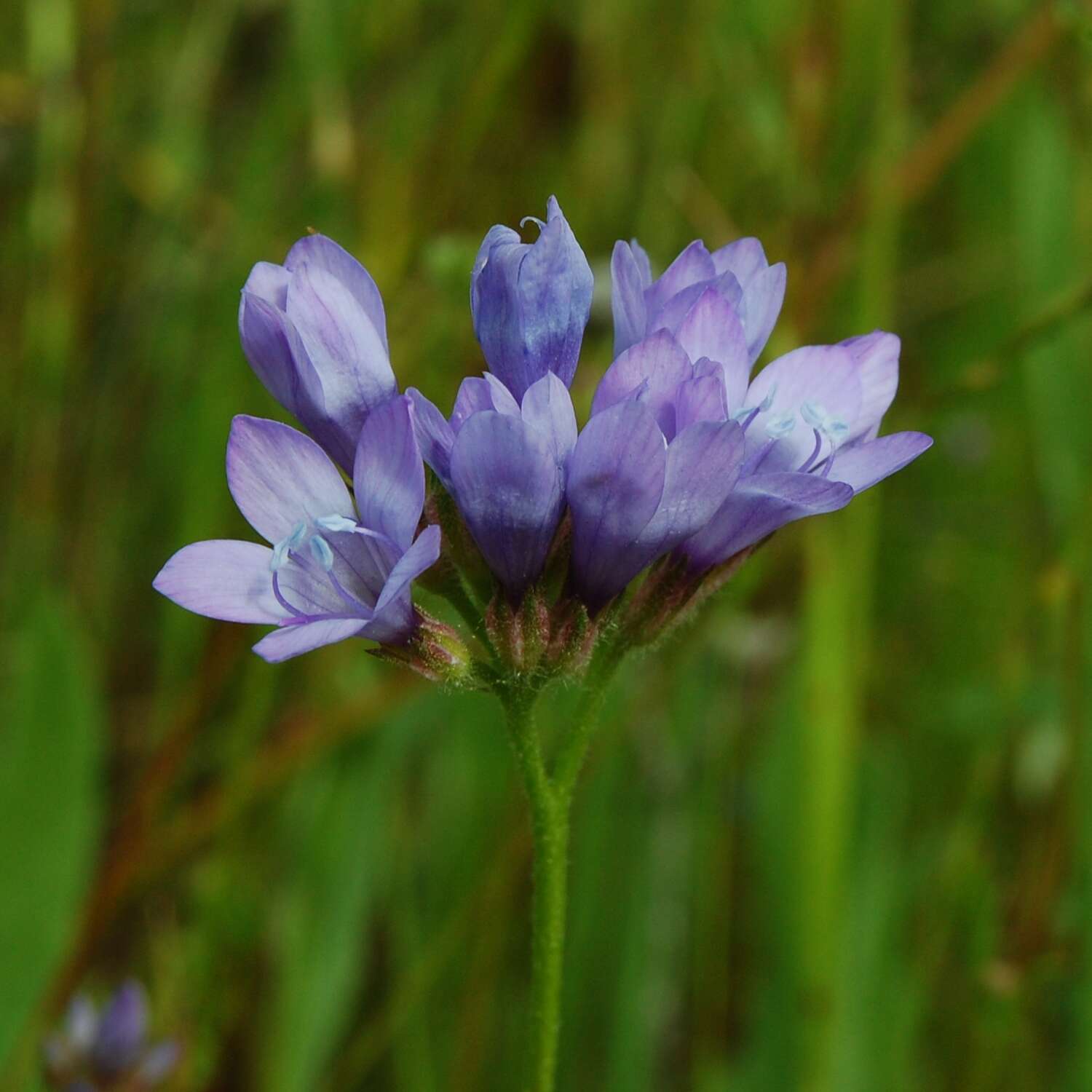 Image of California gilia