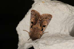 Orthosia gothica Linnaeus 1758 resmi