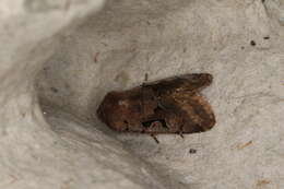 Orthosia gothica Linnaeus 1758 resmi