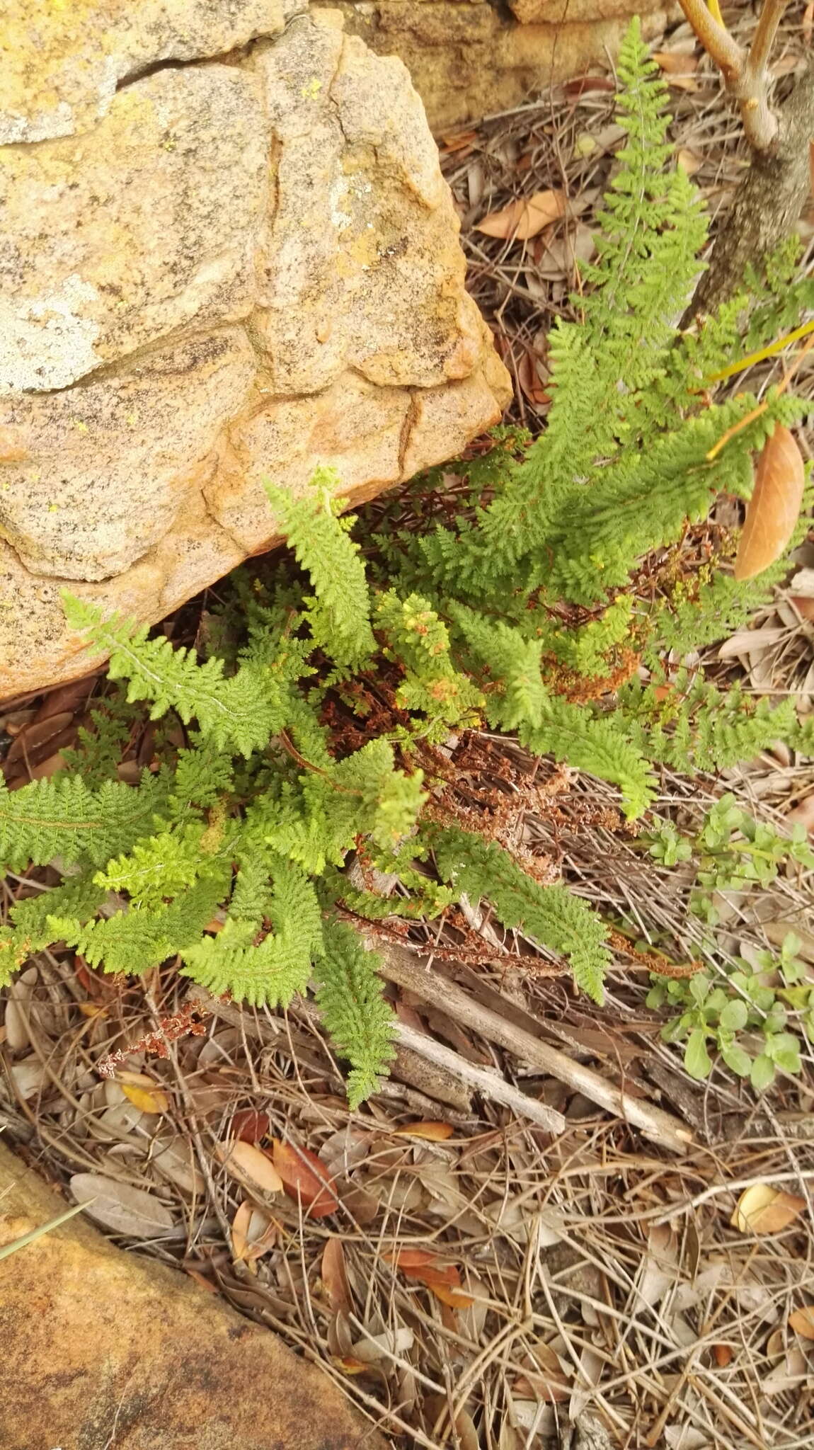 Image of Cheilanthes hirta Sw.