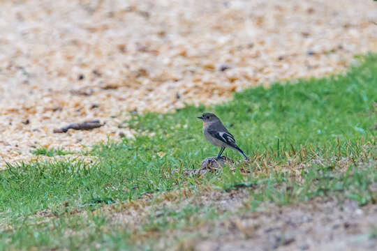 Image of Scarlet Robin