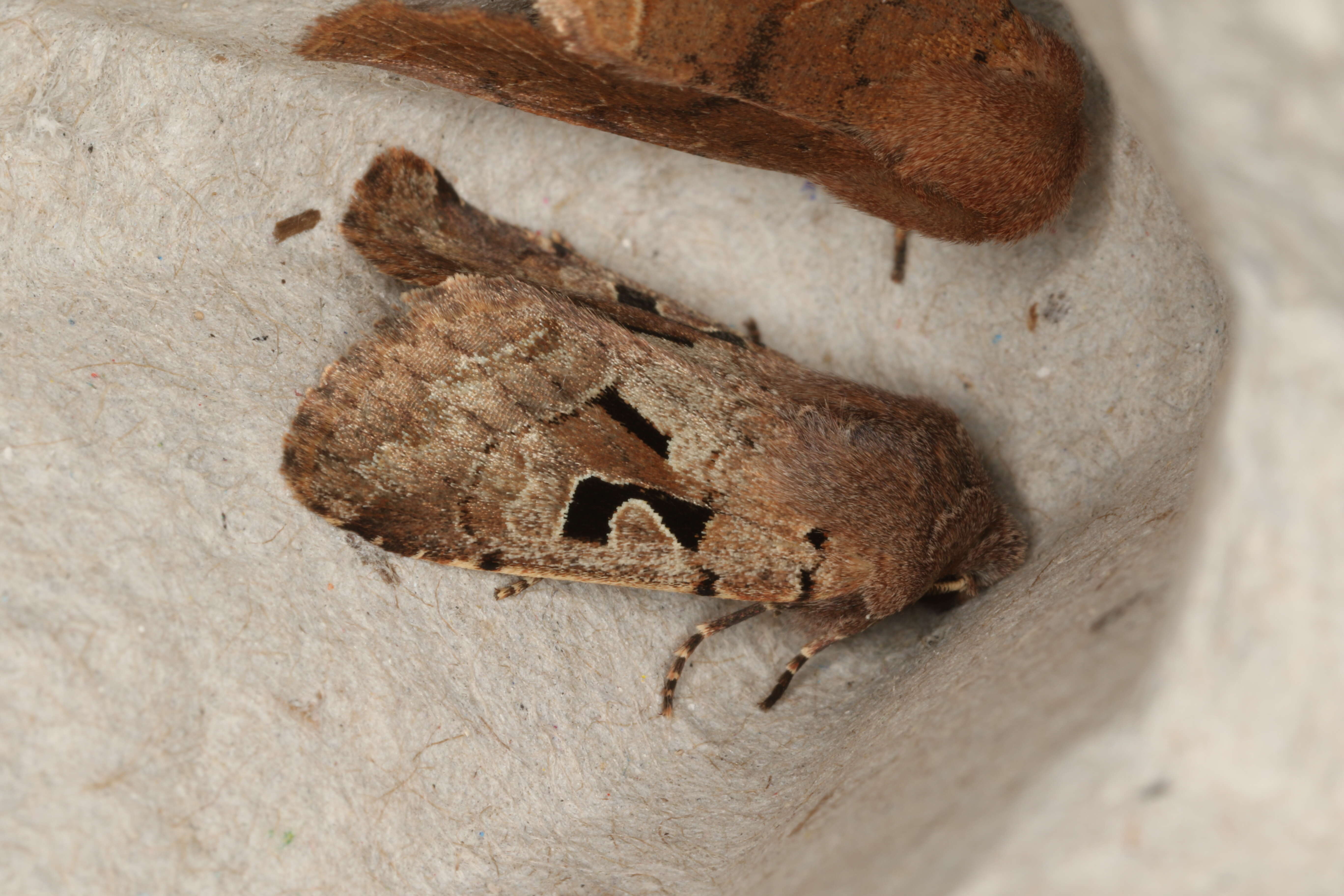 Orthosia gothica Linnaeus 1758 resmi