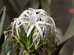 Image of Mangrove lily