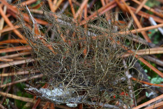 Image of horsehair lichen