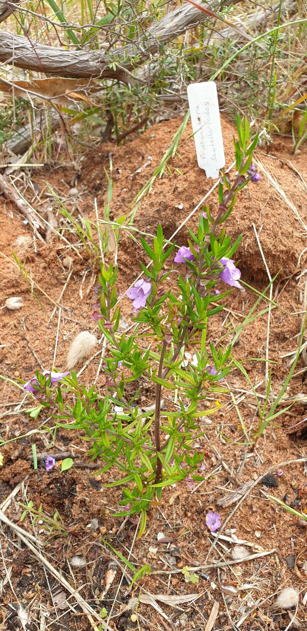 Image of Prostanthera scutellarioides (R. Br.) Druce