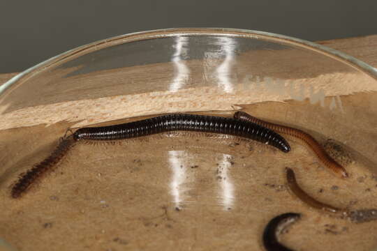 Image of Blunt-tailed Snake Millipede