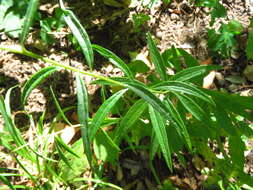 Plancia ëd Vernonia texana (A. Gray) Small