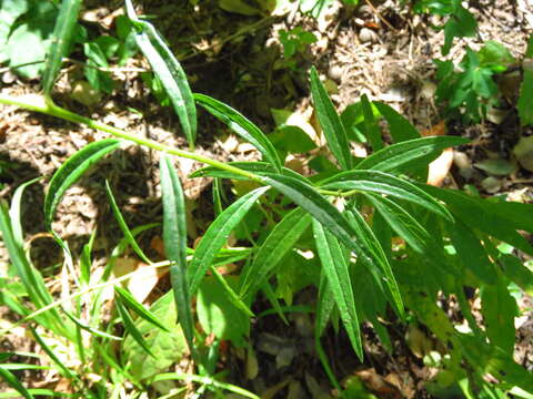 صورة Vernonia texana (A. Gray) Small